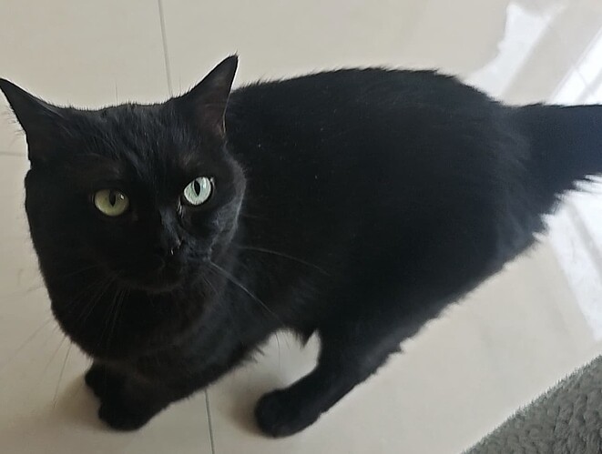 小猫